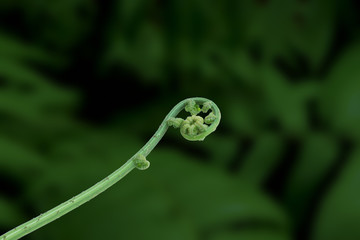 Green cotyledon leaf of fern Diplazium esculentum on green garden.