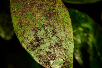 sooty mold fungi on orange leaf