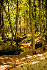 forest with river Orzechowa, Poland, Baltic sea