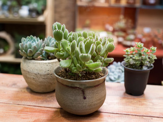  Miniature succulent plants in garden