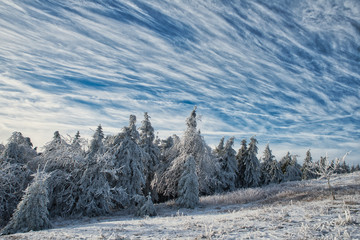 Winterwald mit Schleierwolken