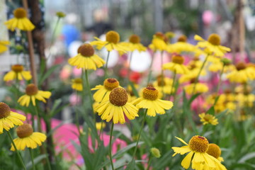 Sonnenbraut helenium Asteraceae Sonnenstauden Spätsommer 