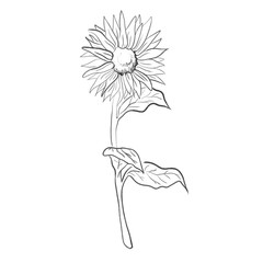one line draw sun flower vector illustration 