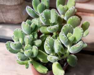  Miniature succulent plants in garden