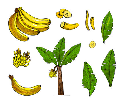 Banana colorful sketch set illustration with leaves,tree,bananas fruits.Detailed botanical style sketch. Tropical fruit and tree.Isolated exotic objects.