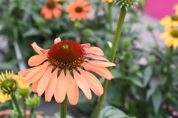 Sonnenhut Echinacea Sondersorten orange gelb lachs Blüten Knospen Gartenpflanzen winterhart 