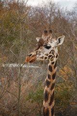 Giraffe