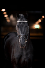 Beautiful horse on a black background