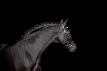 Naklejka na ściany i meble Beautiful horse on a black background