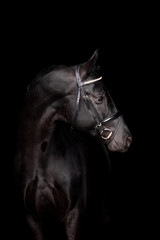Beautiful horse on a black background