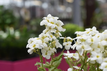G&auml;nsekresse Arabis Gartenpflanze Staude Brassicaceae Bl&uuml;te Weis Steingartenpflanze Insektenfutterpflanze
