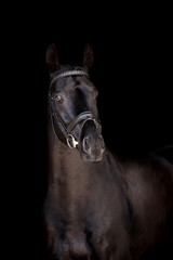 Beautiful horse on a black background