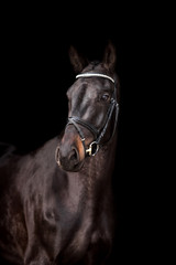 Obraz premium Piękny koń na czarnym tle