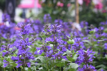Katzenminze Nepeta Staude Gartenpflanze Sommerbl&uuml;her Katzenliebling winterhart Staude Bl&uuml;te Blau