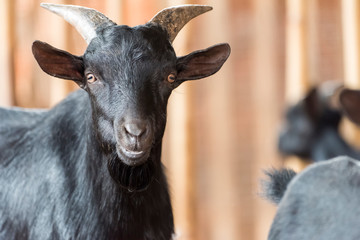 goat black in farm