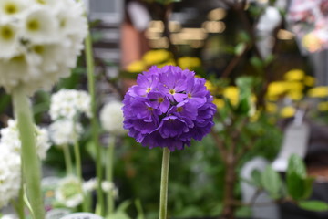 Fototapeta premium Kugelprimel Primula denticulata Blüte Blau Frühlingspflanze Frühlingsblüher Gartenpflanze Blau Primel