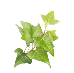 Obraz premium ivy leaves isolated on a white background