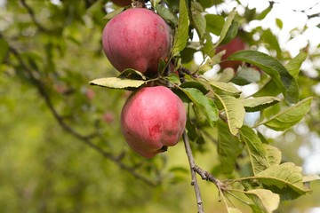 organic red apple orchard.