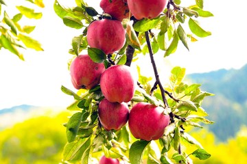 organic red apple orchard.
