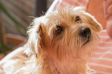 Scho&szlig;hund mit Hundeblick