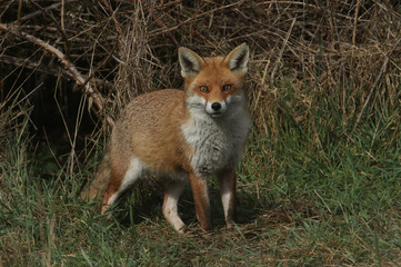 A magnificent Red Fox (Vulpes vulpes) searching for food to eat at the edge of shrubland.	