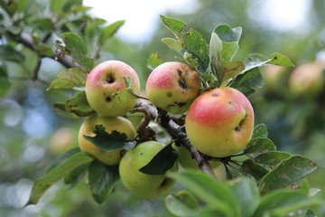 organic red apple orchard.