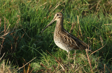 A stunning Snipe (Gallinago gallinago) standing at the waters edge on a small grassy mound.