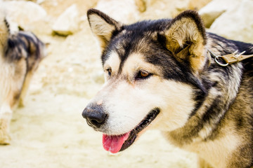 Malamute breed dogs are sitting on the couch in the sandy terrain