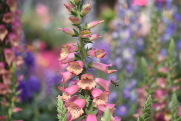 Fingerhut Digitalis purpurea Foxlight Rose Ivory Insektenfutterpflanze Nahrungsquelle Gartenpflanze Staude giftig Schattenpflanze winterhart Biene Insekt  © Tanya