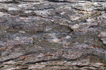 The texture of the bark of an old pine, closeup