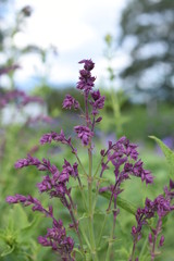 Gartensalbei Salvia Schwellenburg Blüte Lila Gartenpflanze Staude winterhart