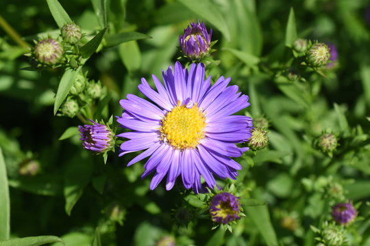 Aster belgii Glattblattaster Herbstbl&uuml;her Sch&ouml;ne von Dietlikon bl&uuml;te Lila Knospe