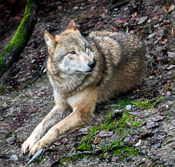 Naklejka na ściany i meble Mongolian wolf also known as tibetian wolf. Latin name - Canis lupus chanco