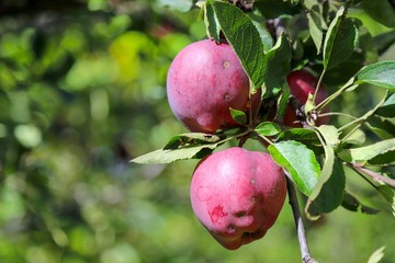 organic red apple orchard.
