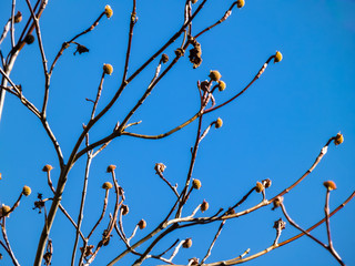 blue sky in early spring and flowering tree