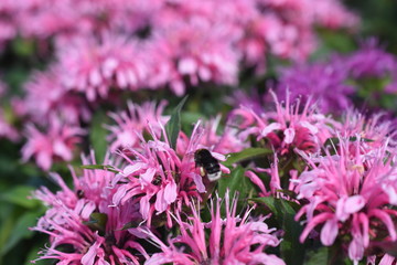 Indianernessel Monarda didyama Insektenfutterpflanze Staude Gartenpflanze Biene winterahart rosa lila pink 