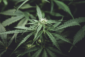 Green background of leaves. Young cannabis plant. Cannabis at the beginning of flowering. Legal...