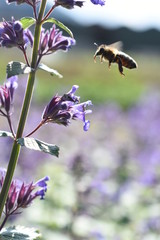 Katzenminze Nepeta cataria katzenmilles Catrip Gartenpflanze Staude winterhart Biene...