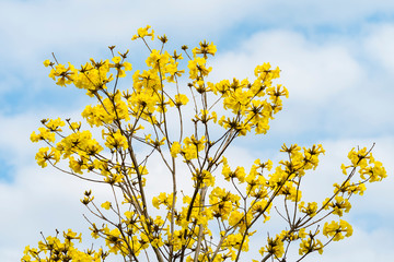 Tabebuia chrysotricha yellow flowers blossom in spring