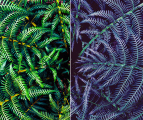 Perfect natural fern pattern on a dark