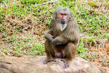 monkey