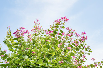 Pink flowers Bauhinia. Orchid tree blooming in springtime