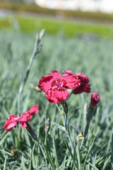 Pfingstnelke Dianthus gratianopolitanus Rotkäppchen Gartenpflanze Steingartenpflanze Staude winterhart blüte rot