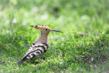 İbibik » Eurasian Hoopoe » Upupa epops