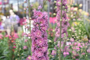 Rittersporn Delphinium Highlander Flamenco Gartenpflanze Sonnenstaude Staude winterhart giftig