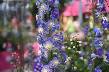 Rittersporn Delphinium Highlander Bolero Gartenpflanze Sonnenstaude Staude winterhart giftig