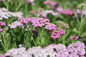 Gartenpflanze Staude Schafgarbe Achillea Lilac Beauty winterhart Sonnenstaude