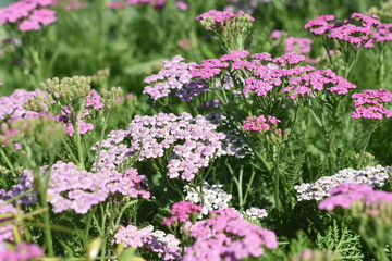 Gartenpflanze Staude Schafgarbe Achillea Lilac Beauty winterhart Sonnenstaude