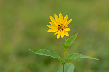 yellow flower sunflower Helianthus tuberosus and green background