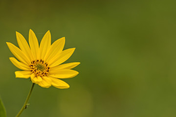 yellow flower sunflower Helianthus tuberosus and green background